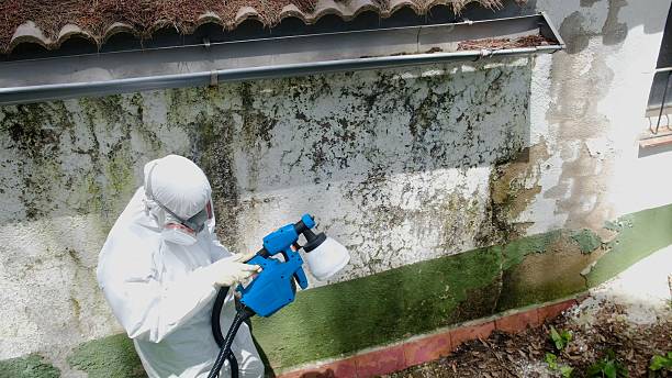 Mold Removal service in Crofton